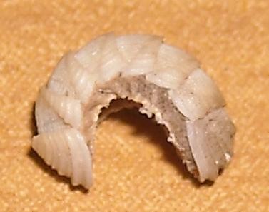 Lepidopleurus cajetanus